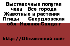 Выставочные попугаи чехи - Все города Животные и растения » Птицы   . Свердловская обл.,Нижняя Салда г.